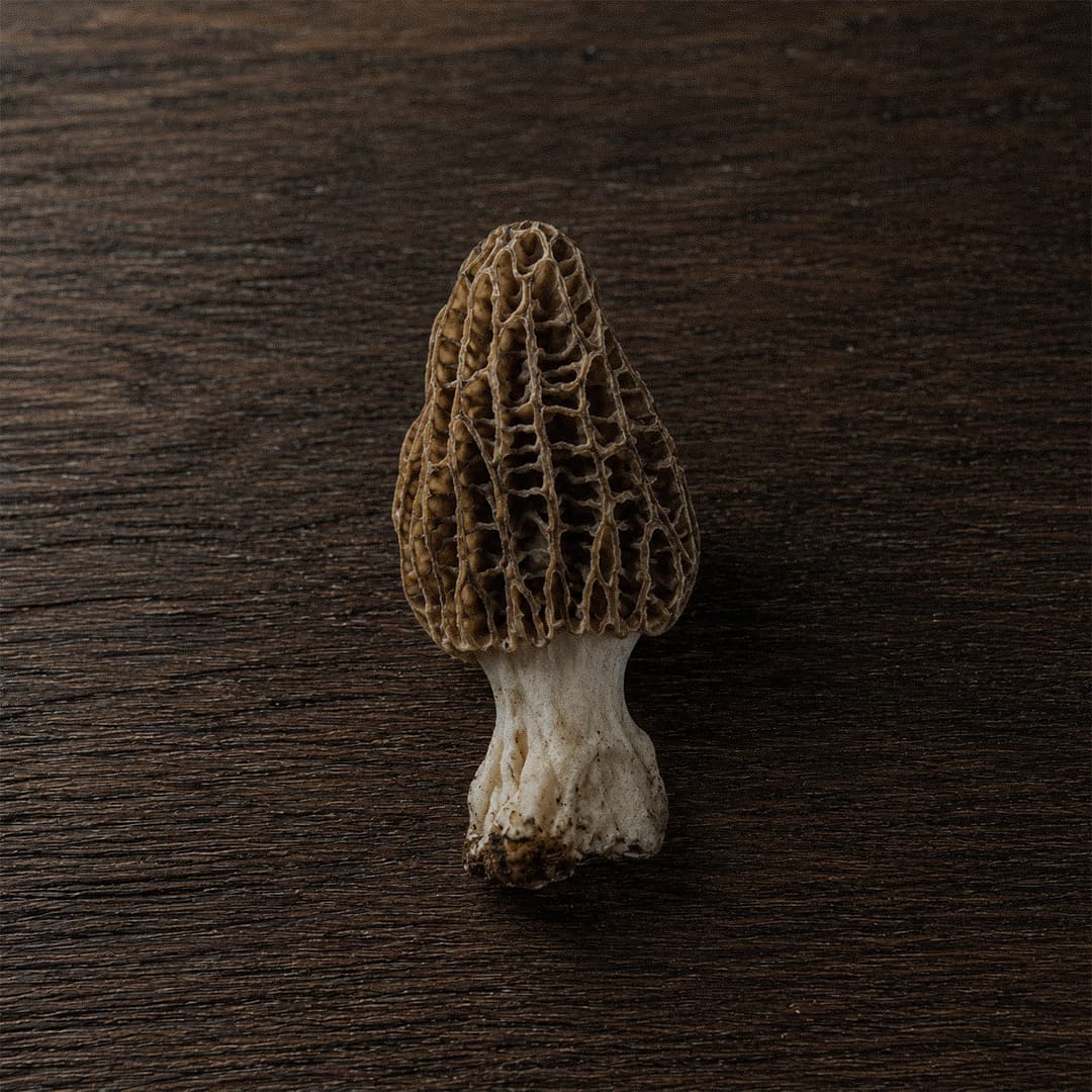 Kuzu Göbeği (Morel)