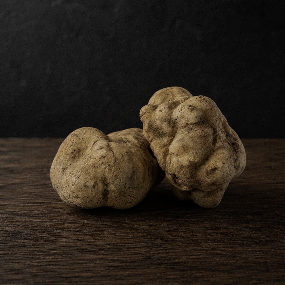 Tuber Magnatum